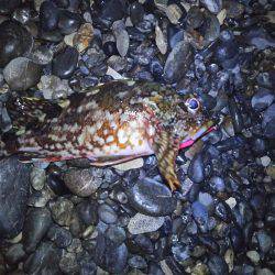 今年は何か変・・・