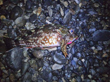 今年は何か変・・・