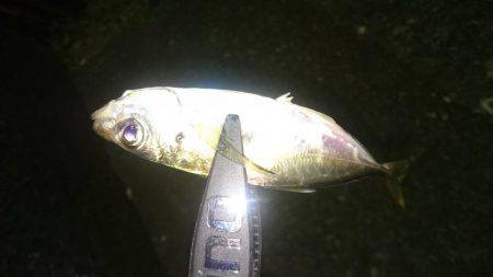 むずかしいアジング