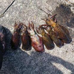 ボートエギング