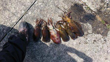 ボートエギング