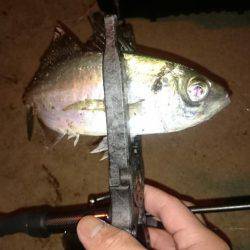 アジング釣行記