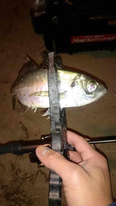 アジング釣行記