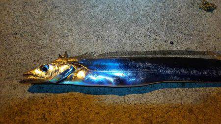 久しぶりシーバス