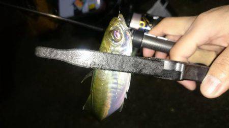 アジング釣行記