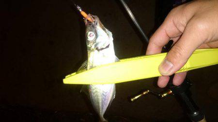 アジング釣行記