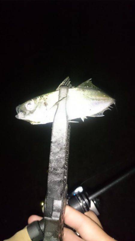 アジング釣行記