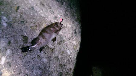 メバリングにて