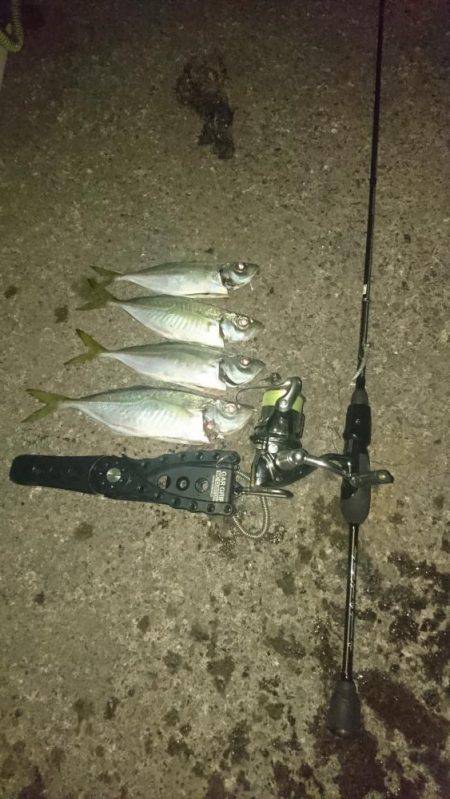 ヤリイカもボチボチ釣れてるみたい