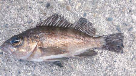 今年最後の釣り