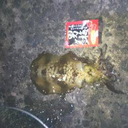 未熟なヤエン師 Lv.1