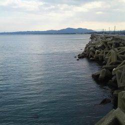 やっぱりサゴシ