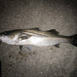 サヨリパターンのシーバス攻略