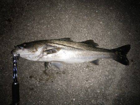 サヨリパターンのシーバス攻略