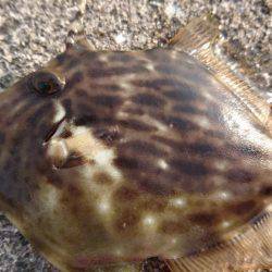 やっぱり…青物撃沈