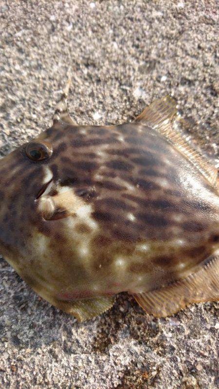 やっぱり…青物撃沈