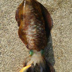 釣りはしやすい…