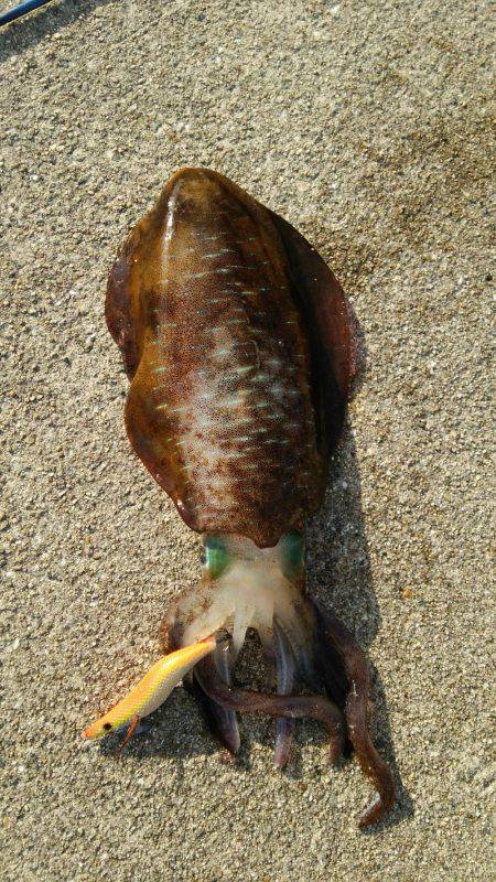 釣りはしやすい…