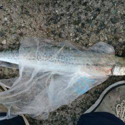 クリスマスサゴにゃん