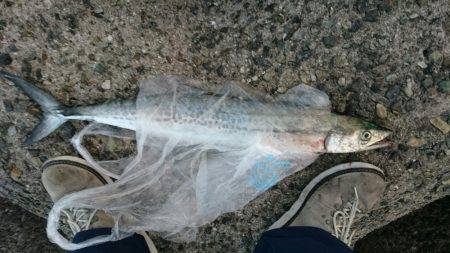 クリスマスサゴにゃん