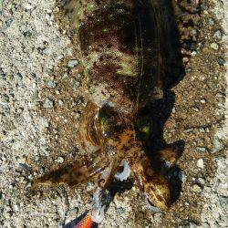 今年最後の釣り