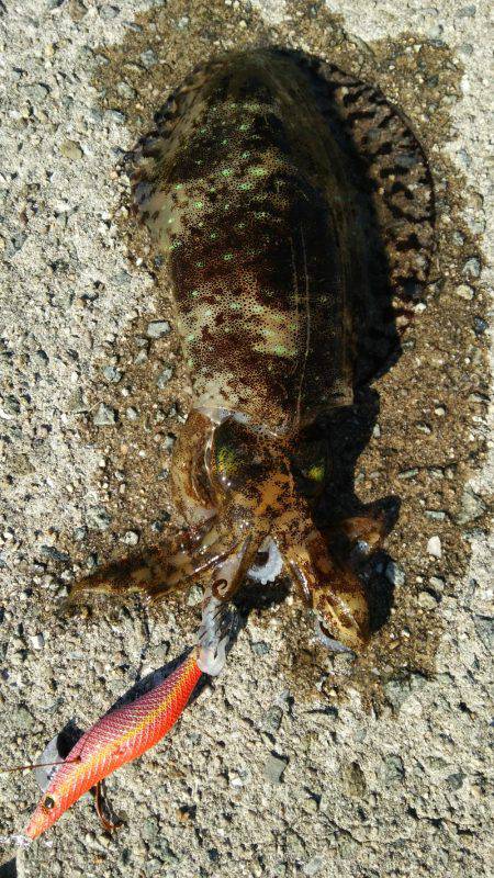 今年最後の釣り