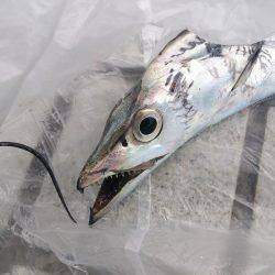 もう終わりかな～