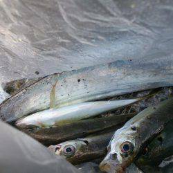 今年最後の新島