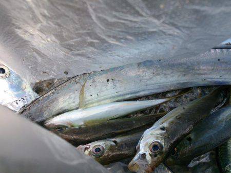 今年最後の新島