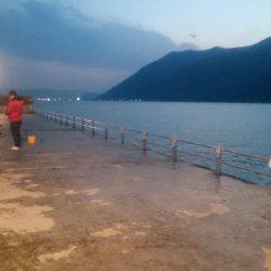 ベイトは極小イワシ