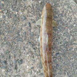 太刀魚ではなく…