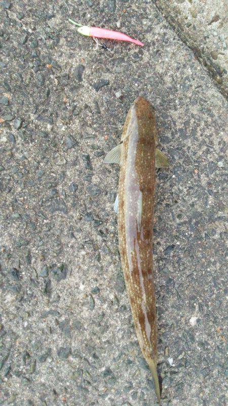 太刀魚ではなく…