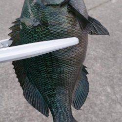 サヨリ狙いのはずが、、、