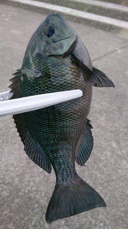 サヨリ狙いのはずが、、、