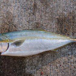 ミラクルな一本♪