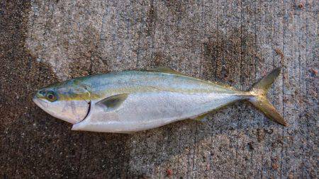 ミラクルな一本♪