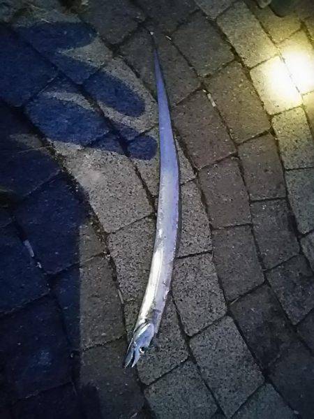 朝は春木ベランダで夜はとっとパークでタチウ…