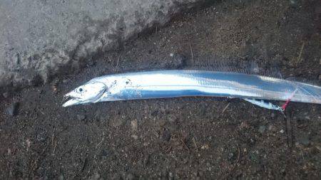 これで本当に釣り納め！