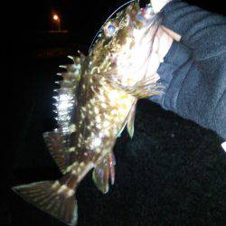 丸石港で雑魚釣り