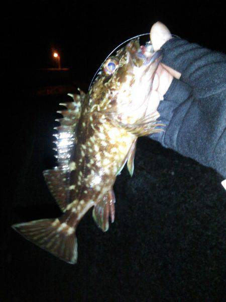 丸石港で雑魚釣り