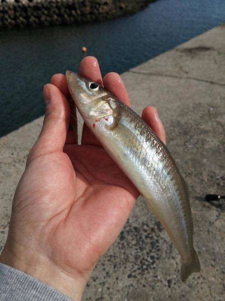 井口港でちょい投げに良型キス