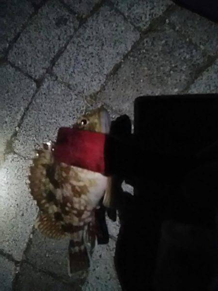 春木ベランダでタチウオ仕掛けにガッシー