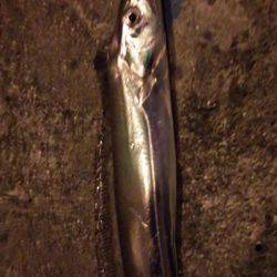 シーバスで太刀魚を釣る