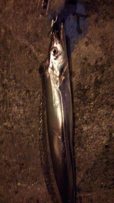 シーバスで太刀魚を釣る