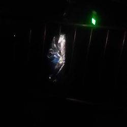 春木ベランダでタチウオ&ガシラ