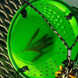 小アジ快調に釣れます