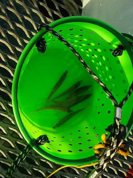 小アジ快調に釣れます