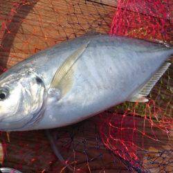 久しぶりに海上釣り堀