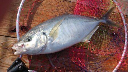 久しぶりに海上釣り堀