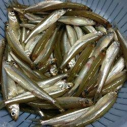 余呉湖ワカサギ釣行!